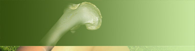 header_image