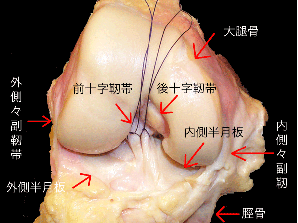 normal_knee